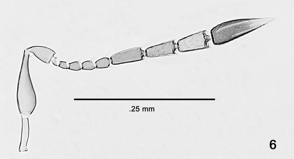 Paratype. Same data as holotype but vii.1985, N.E. Stork, canopy fog #13 (1? on point, BMNH). Description. Female. Body length 717.