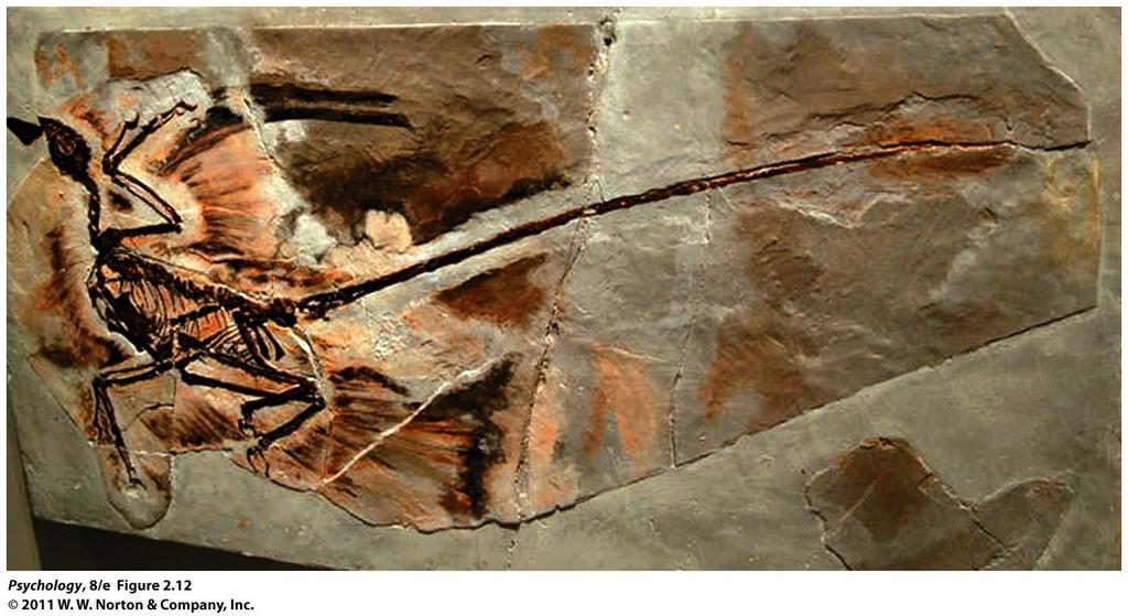 The four-winged dinosaur (Microraptor gui) has flight feathers on its arms and its legs.