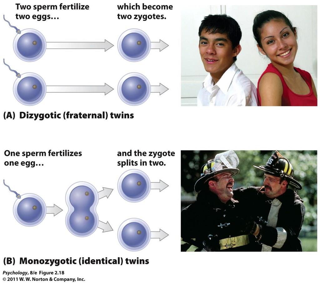 50% overlap in genotype (just like siblings): fraternal