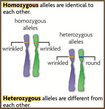 b. Alleles i. Alleles: 1. (Example: allele for blue eyes (b) vs. allele for brown eyes (B)) 2. Each parent donates one allele for every gene. ii.