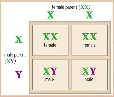 ii. Male and Female Genotypes 1. Male mammals: genotype a. All of a male s sex-linked genes are expressed. b. Males have no second copies of sex-linked genes. 2.