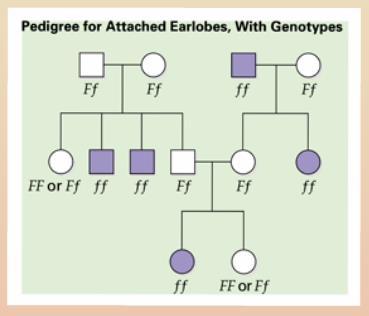 Parents are connected by horizontal lines, with their children beneath them in the order of birth. 1. Example: Earlobes are either free or attached.