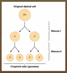 parent cell. iii.