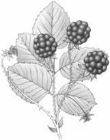 Q12. The drawing shows part of a blackberry plant.