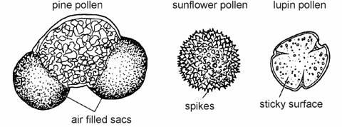 ## Most pollen grains are transferred from one flower to another either by wind or by insects.