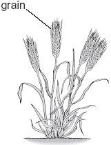 oxygen is produced maximum 8 marks Q20. (a) The drawings below show an old and a modern variety of wheat plant.