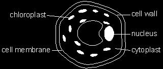 6 marks Q3. The diagram shows a plant cell. (a) (i) The cell is from a leaf.