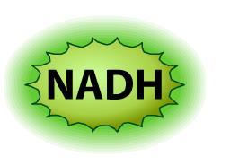 Has NAD + been oxidized or reduced? 3.