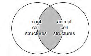 9 The shaded area of the diagram represents structures found in both plant and animal cells. Which cell structure is from the shaded area?