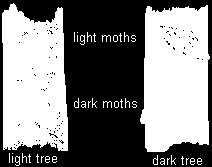 Over time, what color moths do you expect to only find living in a region with light colored trees? With dark colored trees?