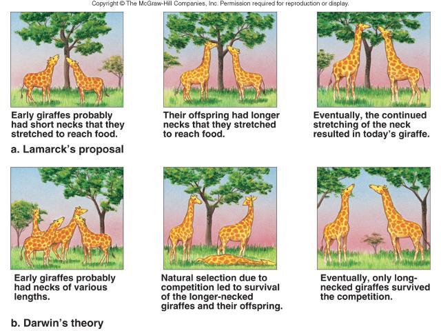 19. What is the main problem with Lamarck s theory? HINT: Remember only traits that can be inherited will affect the survival of future generations.