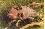 Arachnida Arachnida Morphology Two body parts: