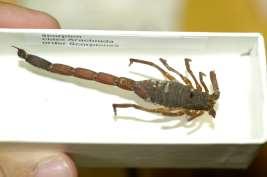 Arthropod Orders: Acari Order Scorpiones Mites and ticks Chelicerate