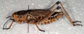 cephalothorax and abdomen Order Pseudoscorpiones Class Insecta (Hexapoda) 3
