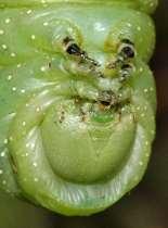 Ocelli Only type of eyes on many caterpillars Thorax features