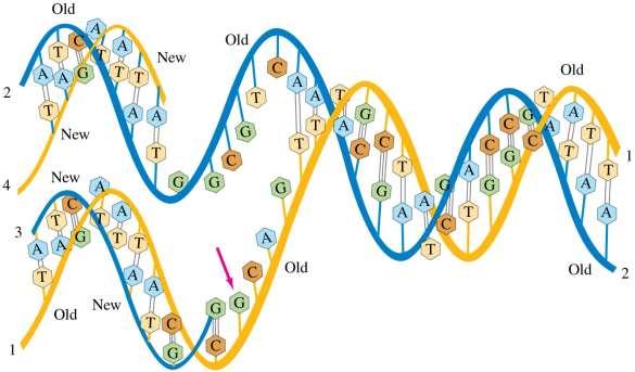 ELECTRIC FORCES IN MOLECULAR BIOLOGY: DNA STRUCTURE AND REPLICATION Replication: DNA is in a soup of A, C, G, and T in