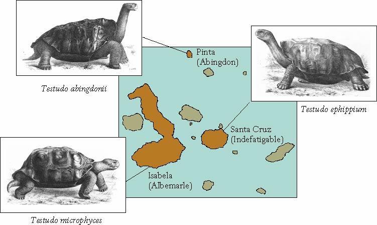 Charles Darwin Oceanic islands Many barren Must have originated elsewhere Galápagos