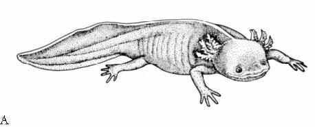 Axolotl Example of rapid