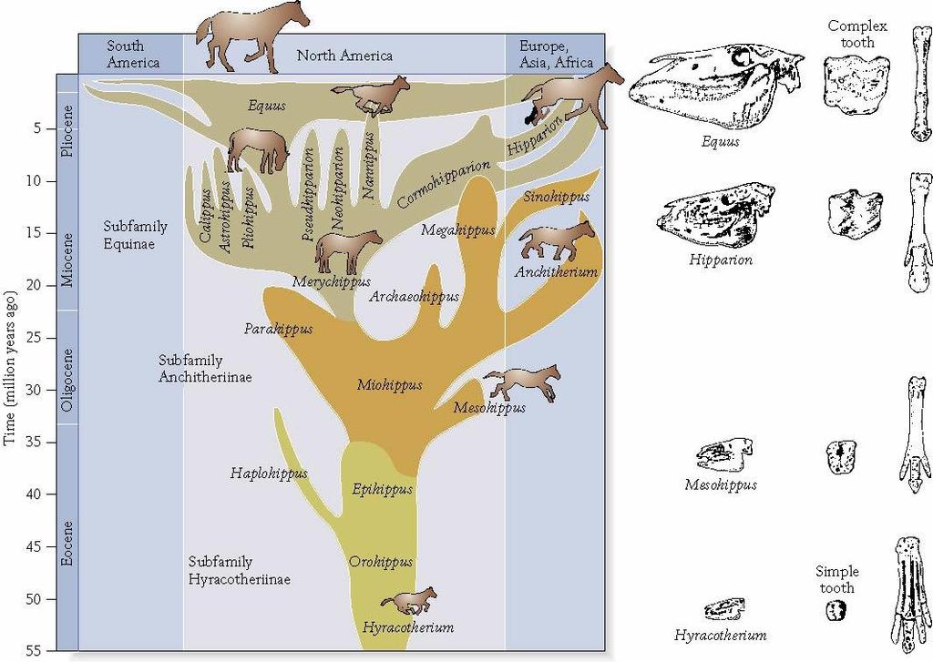 Phylogeny Horses Increase in body size Evolved tall, complex molars, and singlehoofed toe Change driven by climate Expansion of