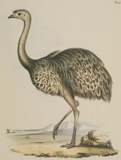 Rhea Large flightless birds Found only in South