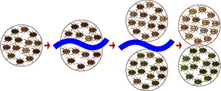 Mechanism of Speciation Why does reproductive isolation occur? Reduced gene flow! 1) Allopatric speciation: Geographic Isolationmembers of the same population become physically isolated.