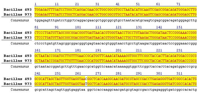 RESULTS 16S rrna gene sequencing - ATCC 49337 vs 9372 Bacillus 49337 Bacillus 9372
