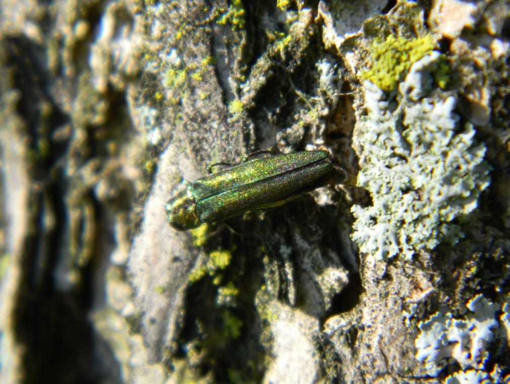 Examples of Emerald Ash Borer & Natural Enemy