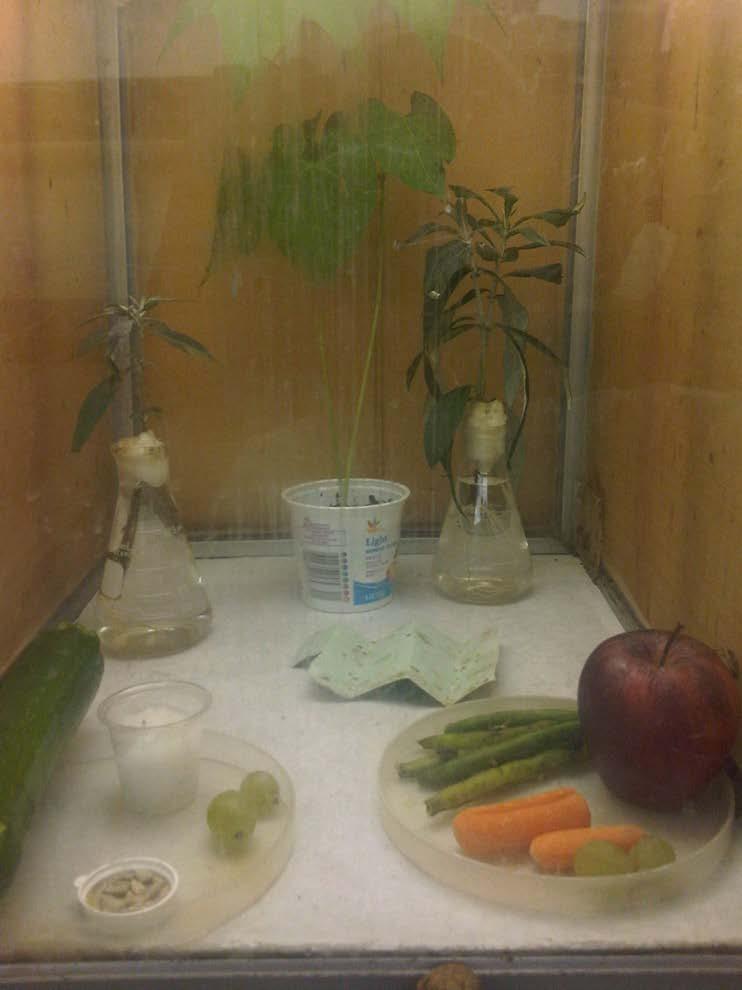 Quarantine facility and plant related procedures (Jay Bancroft) Plants are key to the research in a dozen quarantine labs in the USA Plants of interest to