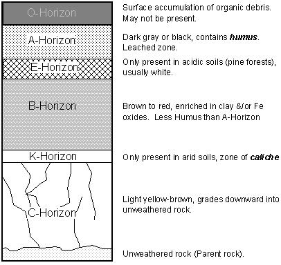Soil Profile Soil forming processes