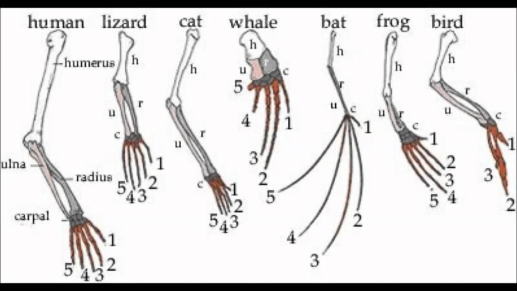 Vertebrates: The number and position of bones are the same, suggesting a common