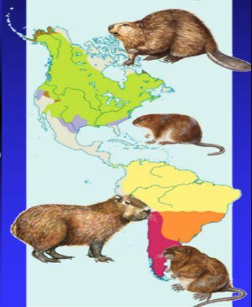 Worksheets All these rodents live in different parts of the world They have very similar characteristics, which suggests that they have a common