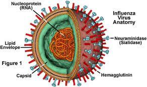 Virus Shapes round, rod shaped, bricks, bullets, robotlike shapes Page 41 Influenza Virus Tobacco mosiac