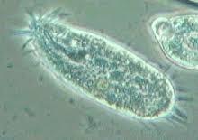 Protists eukaryotes all protists not classified as animals, plants or fungi live in moist