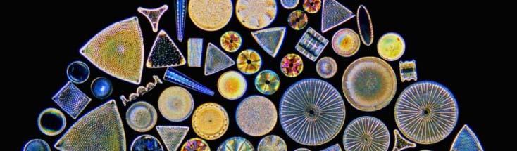 Diatoms Diatoms (Bacillariophyta) i