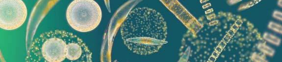 Ecology of Ecology of Phytoplankton constitute the population of small, photosynthetic organisms found near