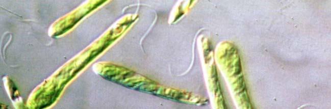 Euglenophytes Euglenophytes Euglenophytes are plantlike protists t