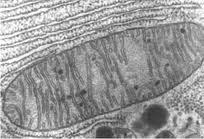 These prokaryotes that began to live inside other cells became the mitochondria of that