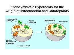 Both of these (mitochondria and chloroplasts) are types of symbiosis known as endosymbiosis.