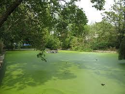 Algae are producers in the food chain.