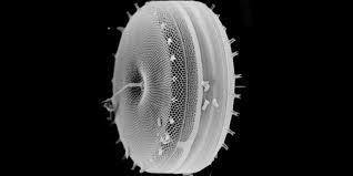 microscopic heterotrophs such as protists and