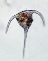The dinoflagellates are characterized