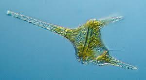 Dinoflagellates are abundant