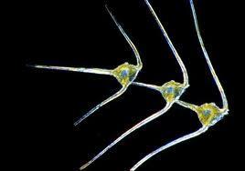 freshwater plankton, forming