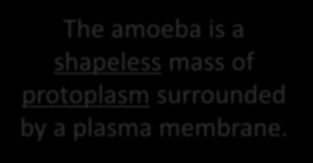 The amoeba is a
