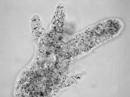 These amoeba live in the intestine where they absorb food from the host.