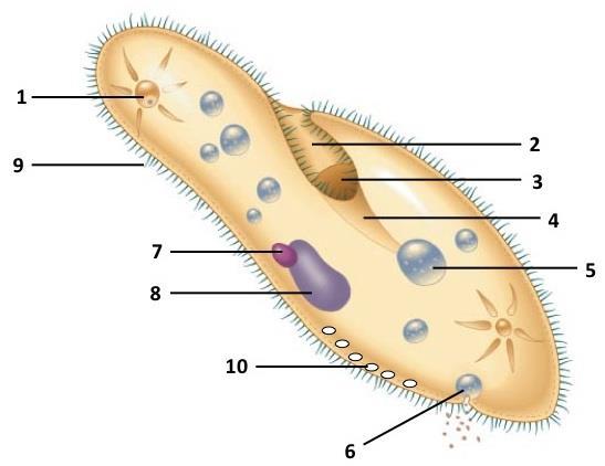 Label the structures of the Paramecium: 1 Contractile vacuole 2 Oral groove 3 Mouth 4