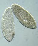 The paramecium has the pellicle under the cell membrane.