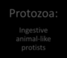 Protists can be