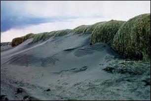 g. Wind Erosion Wind can be a major erosional agent, especially in arid and coastal regions, which tend