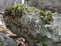 Soil Formation This begins when organisms such as lichen and moss grow on rocks surfaces. These organisms contain acids that start to weather the rock.
